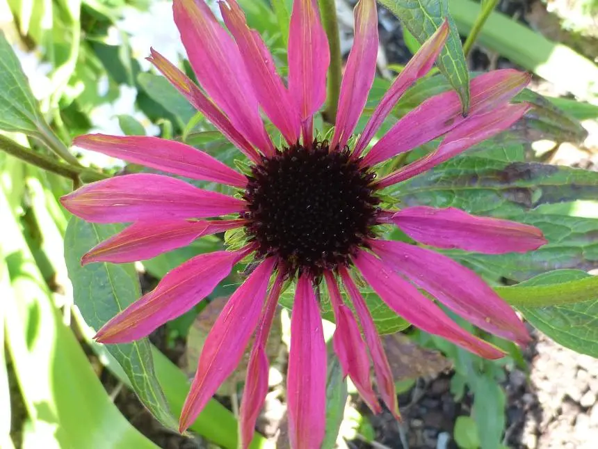 Echinacea purpurea (L.) Moench - Purple cone-flower