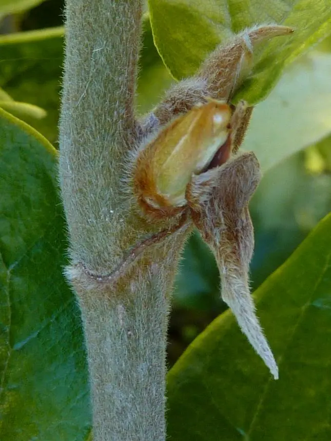Ficus pumila L. - Climbing fig, Creeping fig