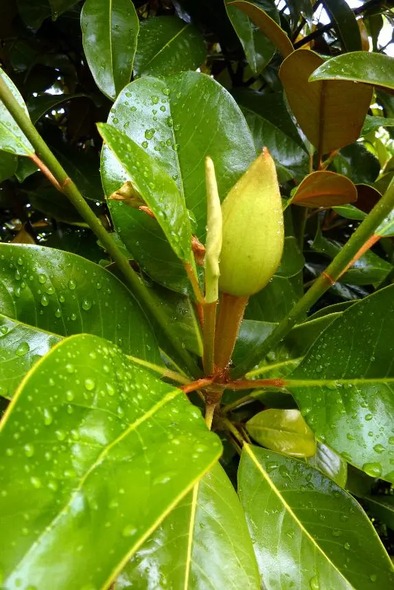 Magnolia grandiflora L. - Bull bay, Bull Bay magnolia, Evergreen magnolia, laurel magnolia, Southern magnolia