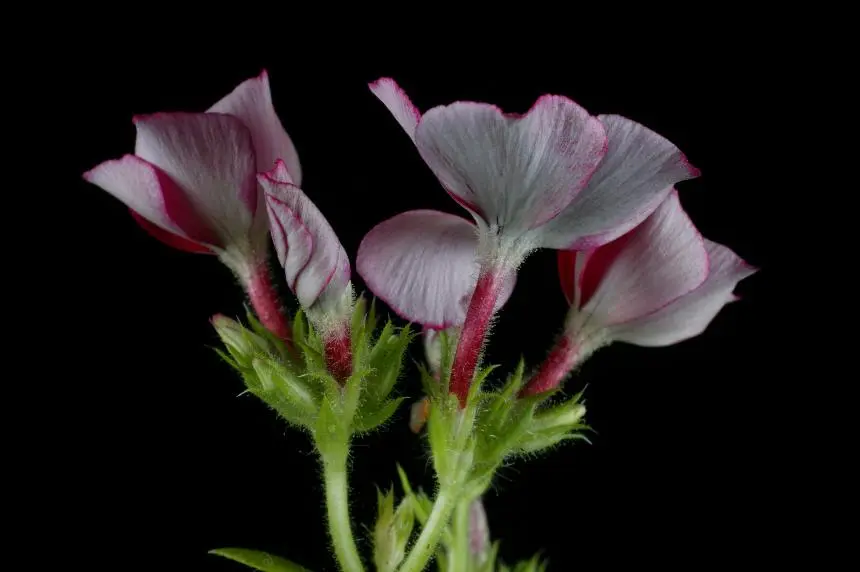 Phlox drummondii Hook. - Annual phlox