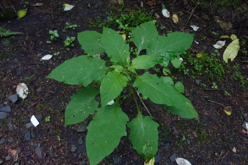 Solanum nigrum L. - Black nightshade, Blackberry nightshade, Garden huckleberry, Pōporo, Poroporo, Raupeti, Remuroa