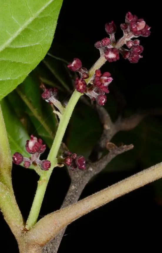 Alectryon excelsus subsp. grandis (Cheeseman) de Lange & E.K.Cameron