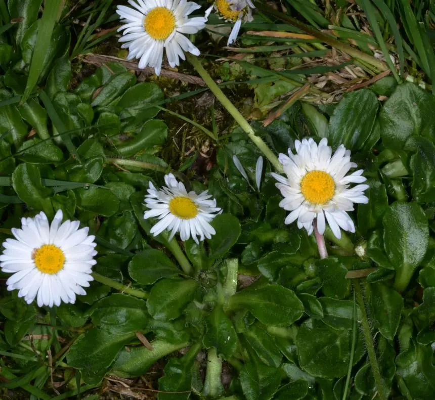 Bellis perennis L. - Daisy, Double daisy, English daisy