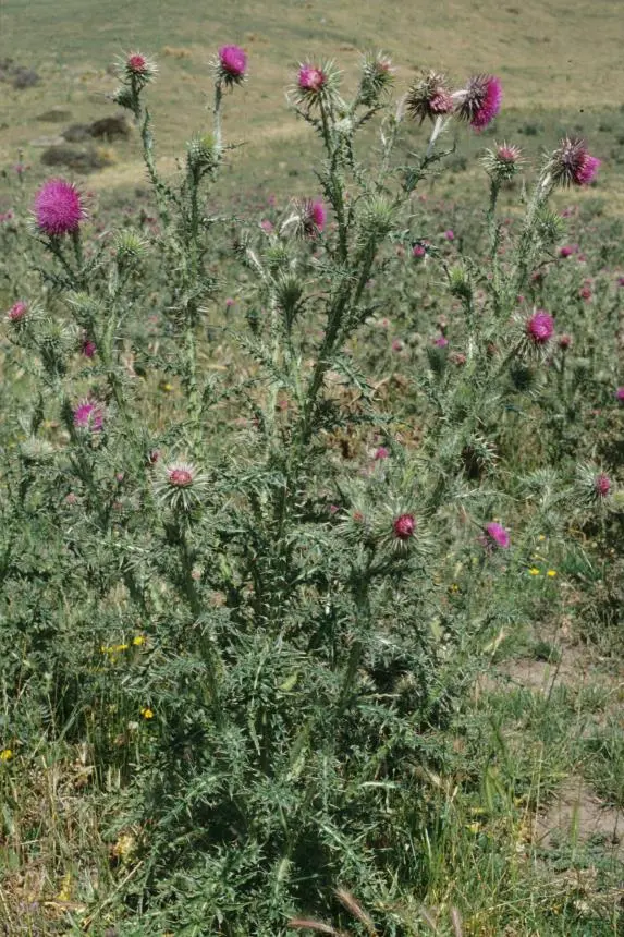 Carduus nutans L. - Bastard Scotch thistle, Musk thistle, Nodding thistle