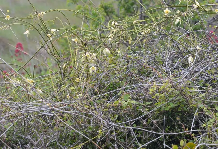 Clematis afoliata Buchanan - leafless clematis