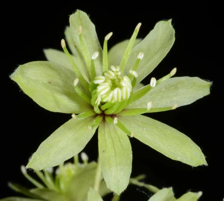 Clematis forsteri J.F.Gmel. - Pikiarero, Pōānanga, Pōhue, Pōhuehue, Pōpōhue, Puatataua, Puataua, Puatautaua, Puawānanga, Puawhānanga, Small white clematis
