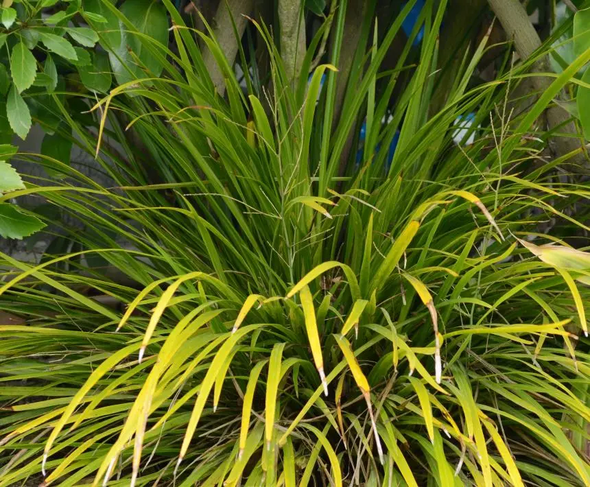 Cordyline pumilio Hook.f. - Dwarf cabbage tree, Kōpuapua, korokio, mauku, Short-stemmed cabbage tree, Tī awe, Tī kapu, Tī koraha, Tī kupenga, Tī papa, Tī rauriki