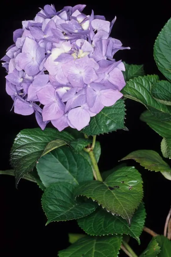 Hydrangea macrophylla (Thunb.) Ser. - Hydrangea, Lacecap hydrangea, Mophead hydrangea
