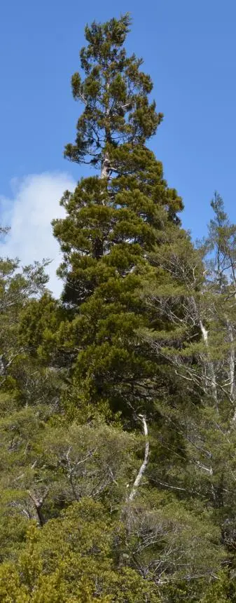 Libocedrus bidwillii Hook.f. - Cedar (NZ), kaikawaka, New Zealand cedar, Pahau kokako, Pahautea