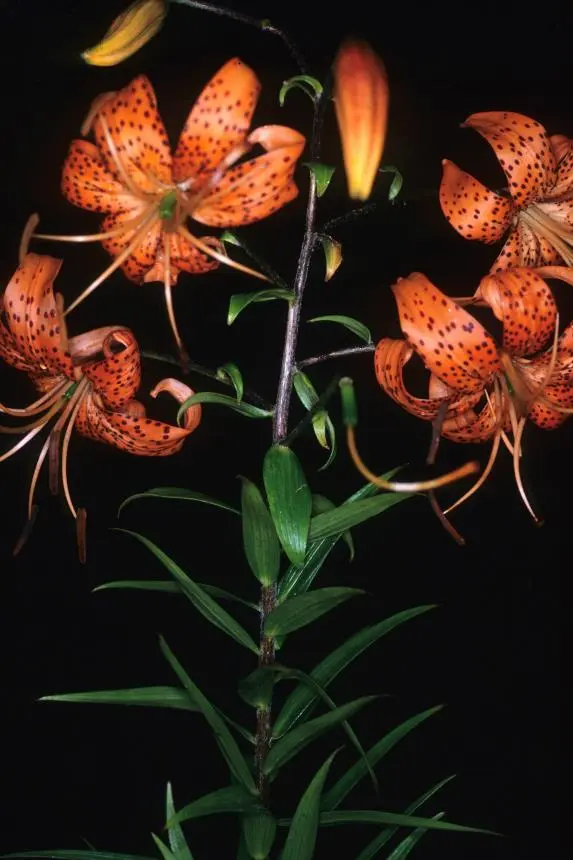 Lilium lancifolium Thunb. - Devil lily, Kentan, tiger lily