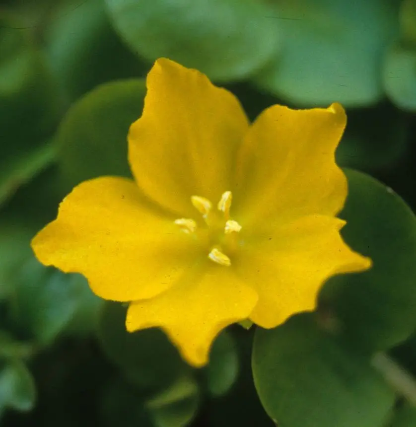 Lysimachia nummularia L. - Creeping Jenny, Moneywort