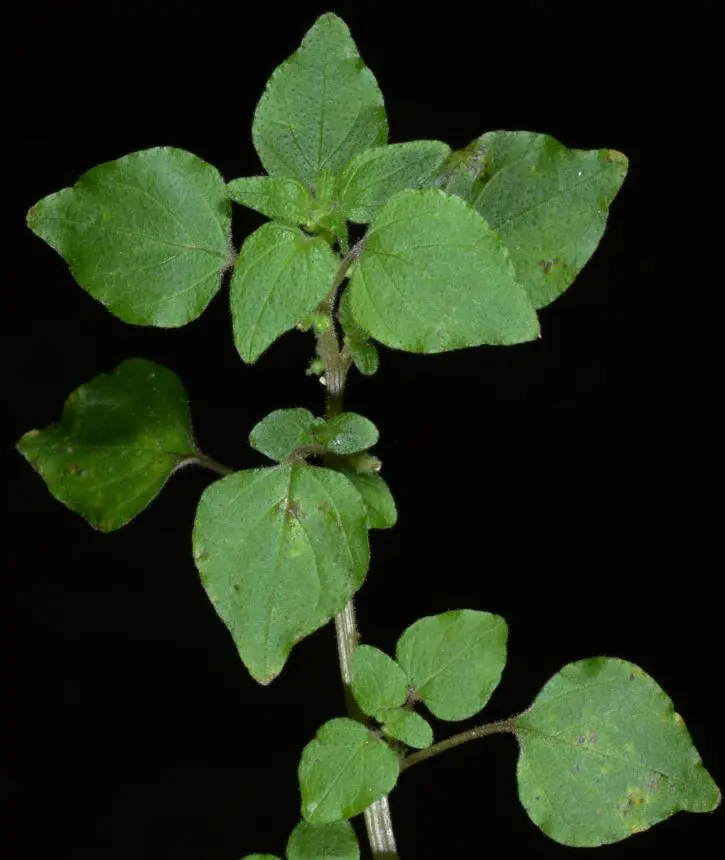 Parietaria debilis G.Forst. - New Zealand pellitory