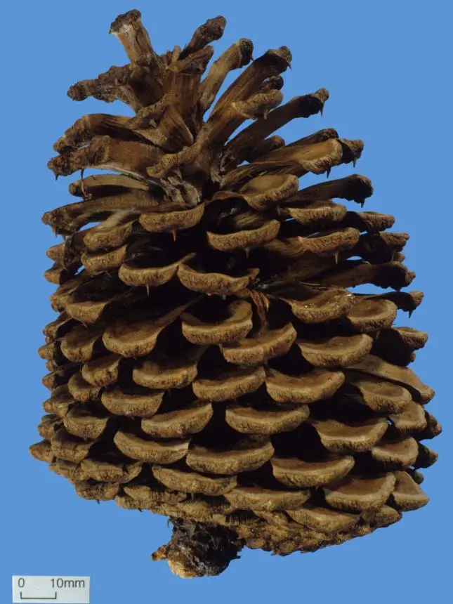 Pinus ponderosa P.Lawson & C.Lawson - Ponderosa pine, Western yellow pine