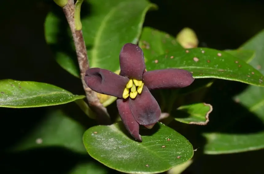 Pittosporum colensoi Hook.f. - Rautāwhiri