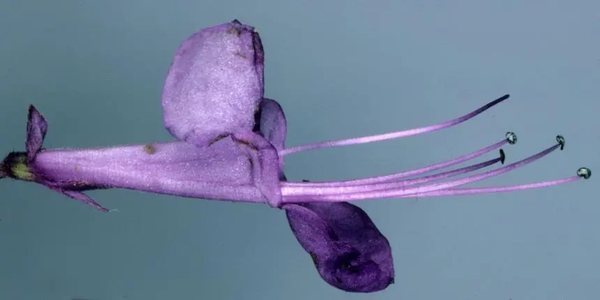 Plectranthus ecklonii Benth. - Blue spur flower