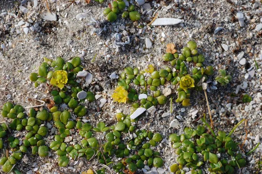 Ranunculus acaulis Banks & Sol. ex DC. - Sand buttercup, Shore buttercup