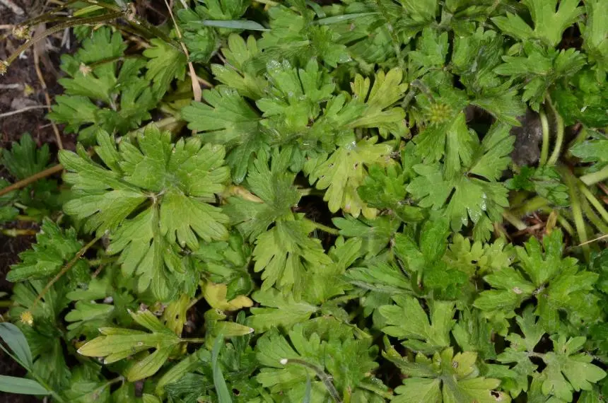 Ranunculus repens L. - Creeping buttercup