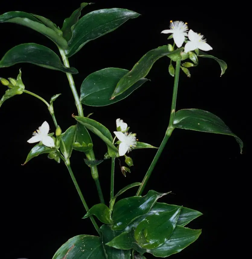 Tradescantia fluminensis Vell. - Wandering Jew, Wandering Willie