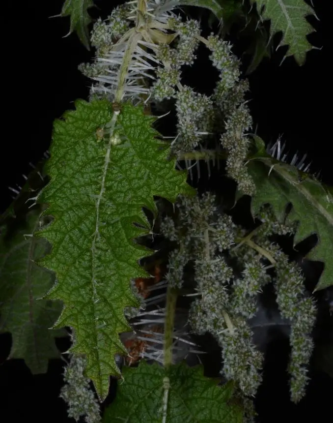 Urtica ferox G.Forst. - Ongaonga, Taraonga, Taraongaonga, Tree nettle