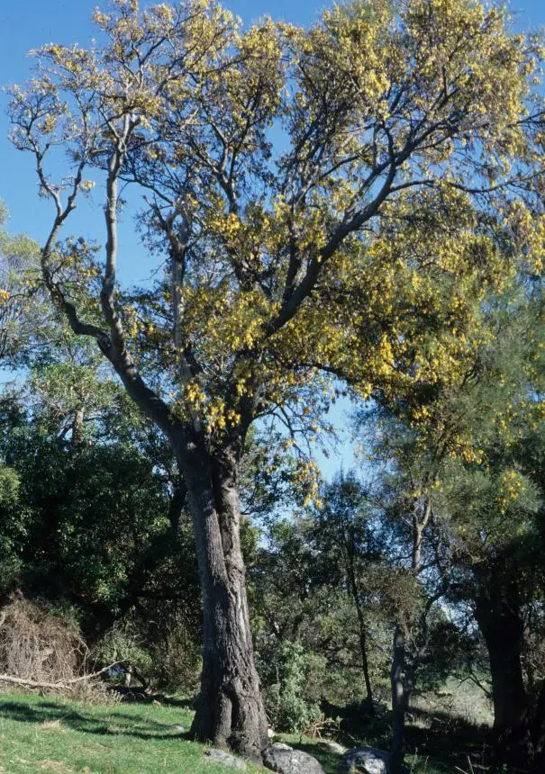 Sophora microphylla Aiton - Kōwhai, Kōwhai maori, small-leaved kowhai, weeping kowhai