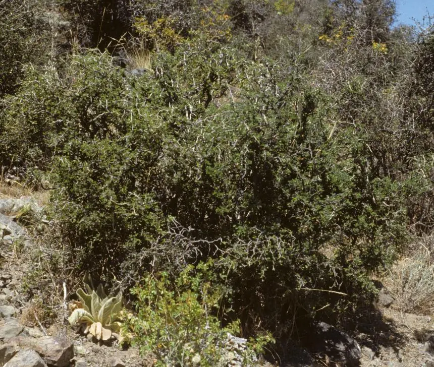 Sophora prostrata Buchanan - Prostrate kowhai, South Island kowhai