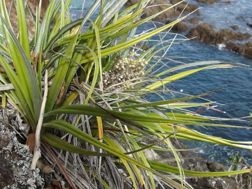 Astelia banksii A.Cunn. - Coastal astelia, Horahora, Kōwharawhara, Pūhara, Pūwhara, Pūwharawhara, Shore kowharawhara, Wharawhara