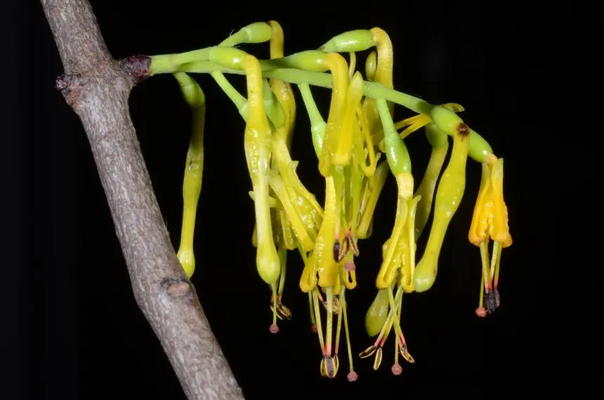 Alepis flavida (Hook.f.) Tiegh. - Mistletoe (NZ), Pirinoa, Pirita