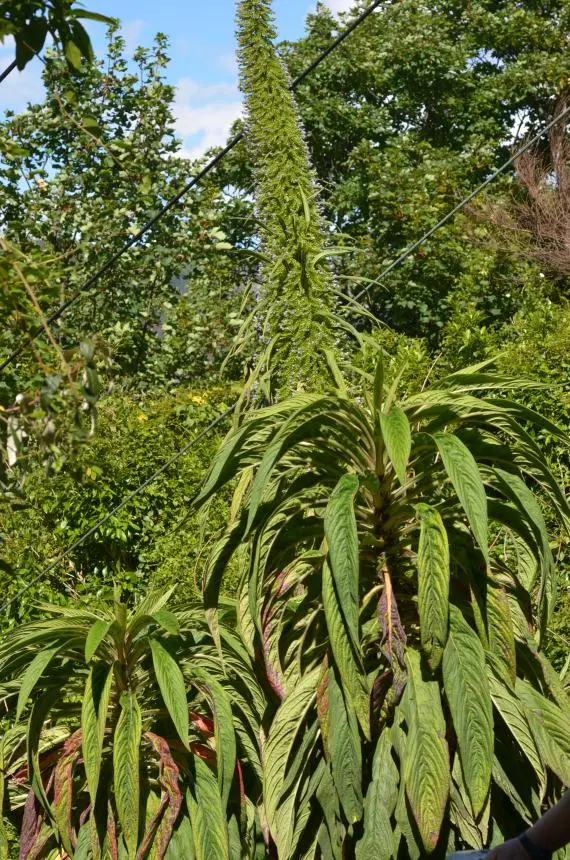 Echium pininana Webb & Berthel. - Giant bugloss