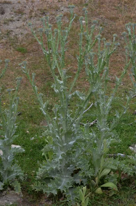 Onopordum acanthium L. - Cotton thistle, Giant thistle, Scotch thistle