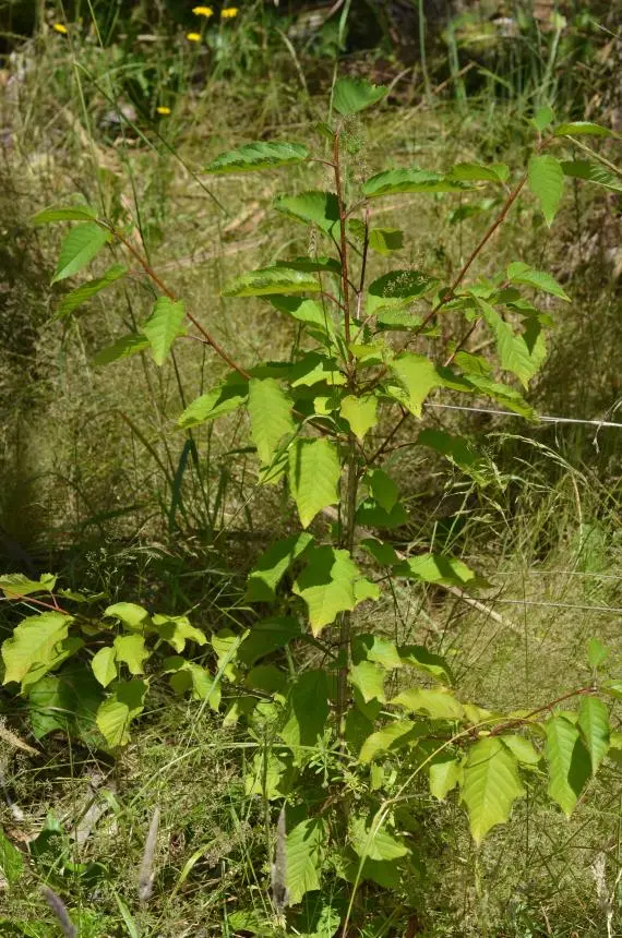 Prunus avium (L.) L. - cherry, Gean, Sweet cherry, Wild cherry