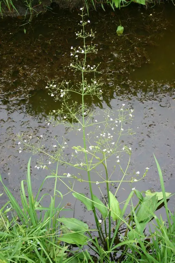 Alisma plantago-aquatica L. - water plantain