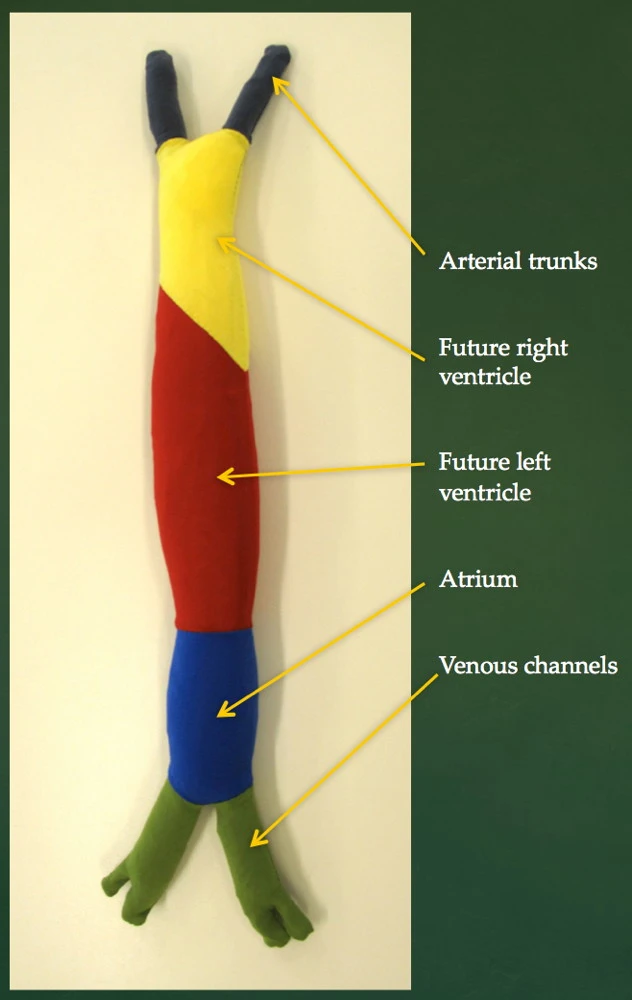 Developing Heart