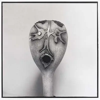 Untitled (Gourd with mouth)
