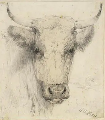 Cow's Head