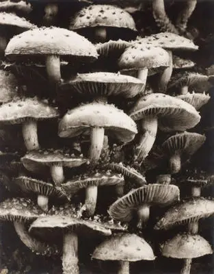 (Mushrooms)
