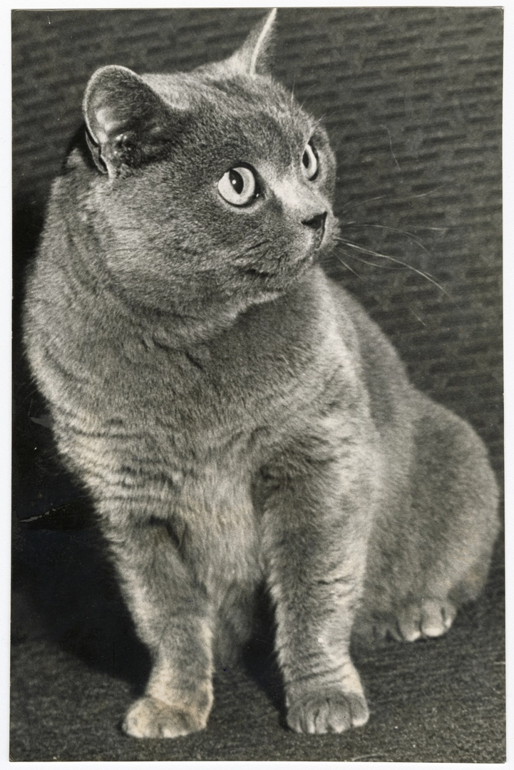 Award winning British blue cat