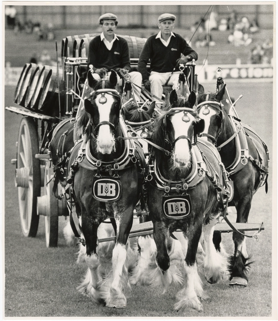 Clydesdale team at A and P show