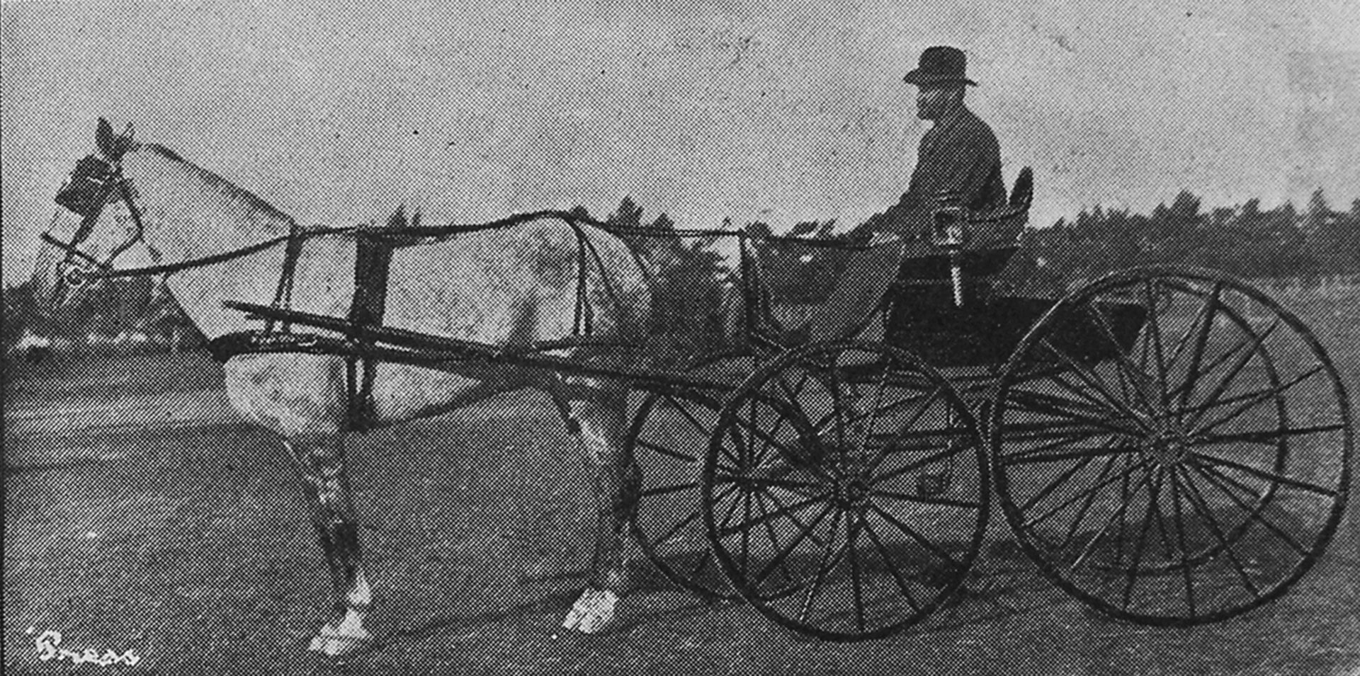 Mr H. White's first prize buggy horse