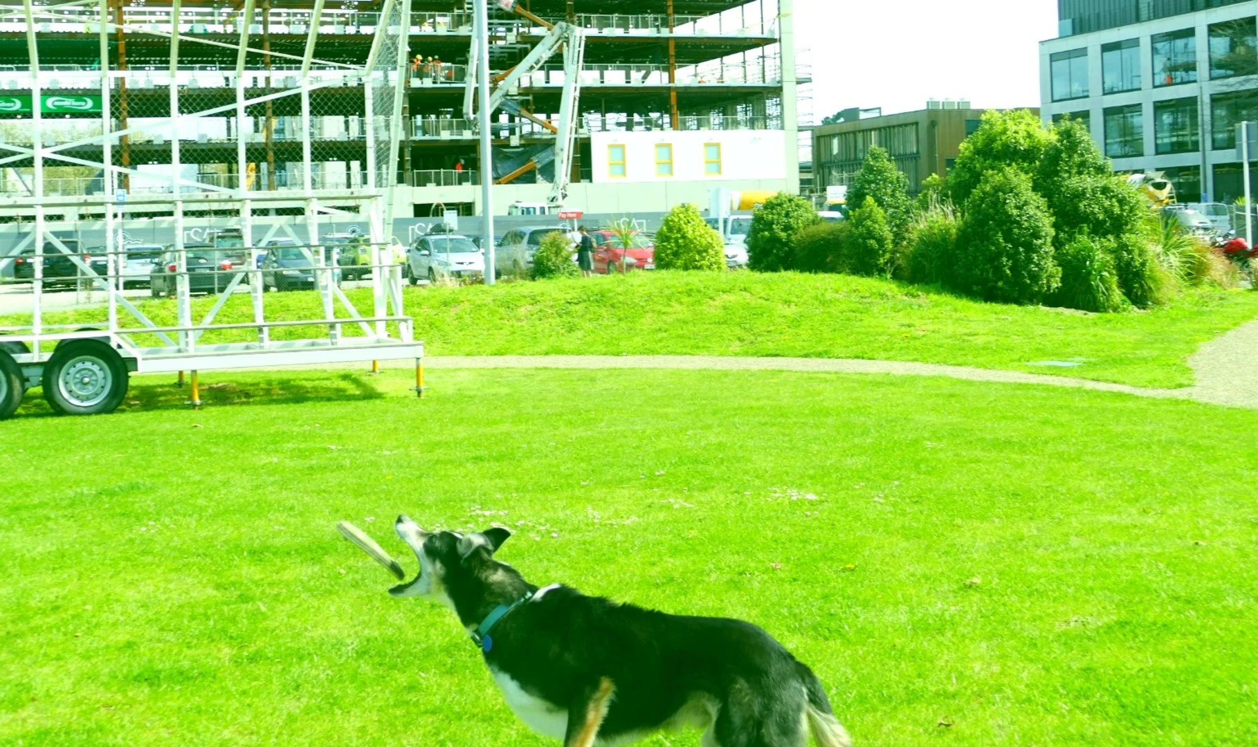 Dog playing fetch near The Arches
