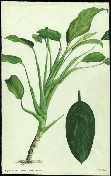 Aglaonema marantifolium