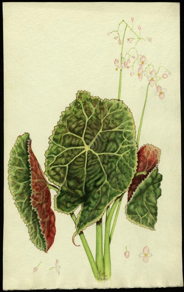 Begonia goegoensis
