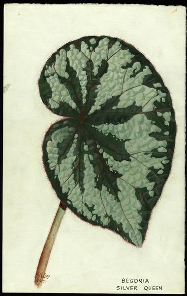 Begonia 'Silver Queen'