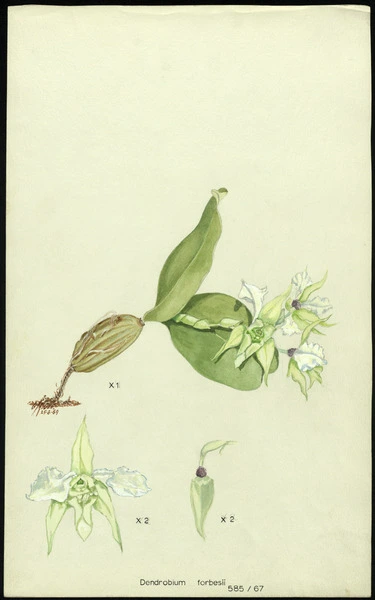 Dendrobium forbesii