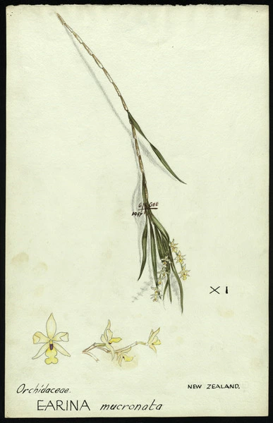 Earina mucronata