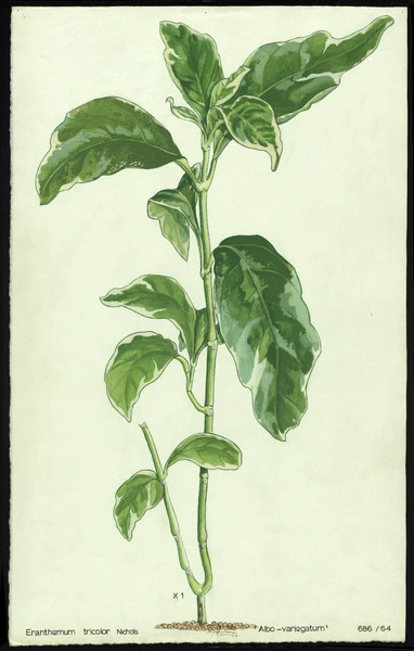 Eranthemum tricolor 'Albo-variegatum'