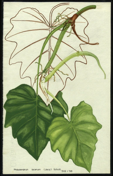 Philodendron lacerum