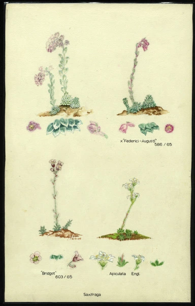 Saxifraga; x 'Federici-Augusti; 'Bridget'; Apiculata Engl. 