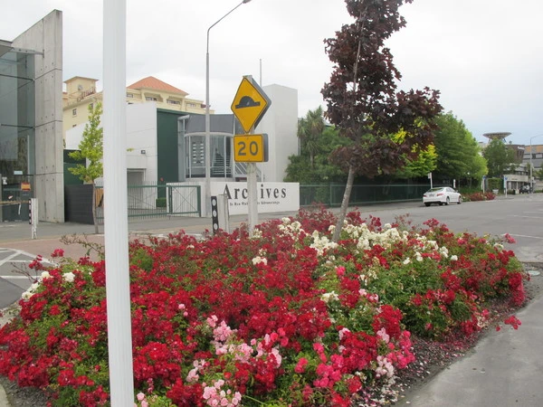 Bedding plants on Peterborough Street