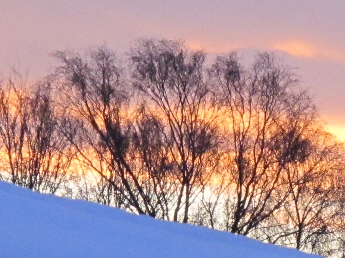 Trees in snow