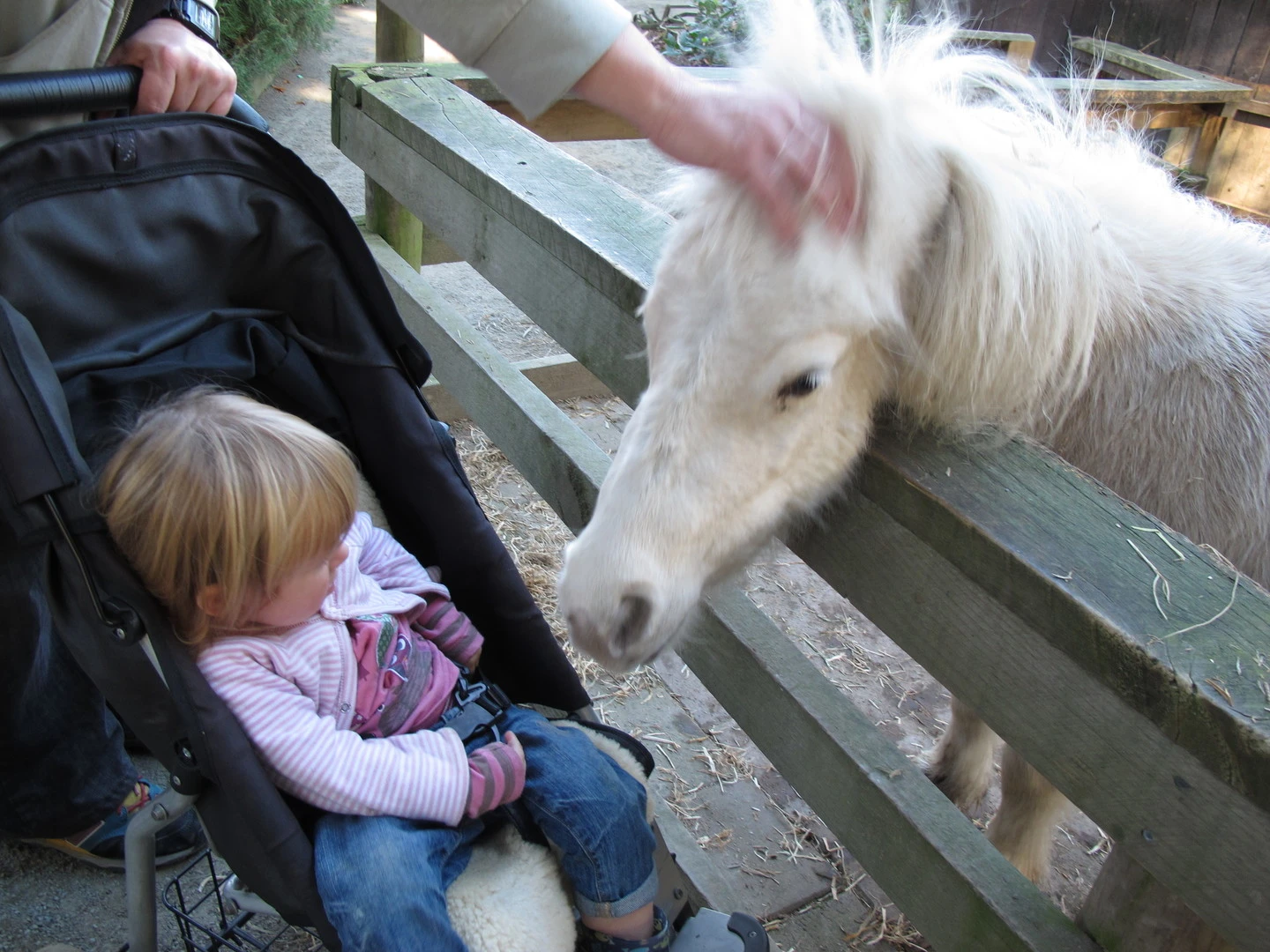 Miniature horse at Willowbank
